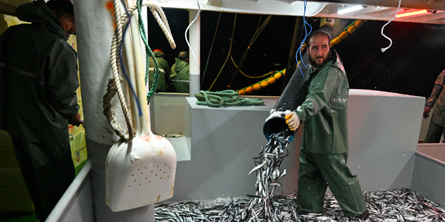 Egeli balıkçılar ilk avdan umutla döndü: 'Bereket versin' demesini bileceksin! İlk kez görüntülendi