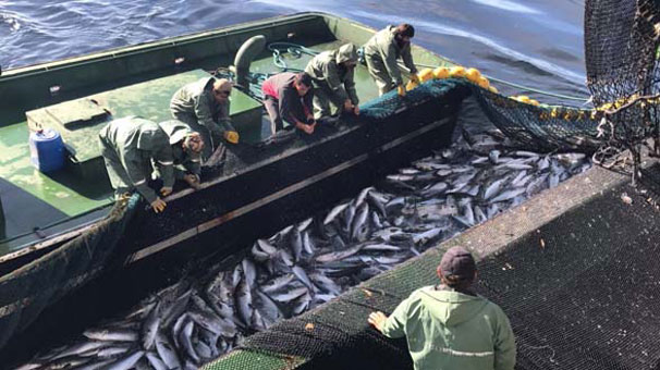 Egeli balıkçılarda yeni av sezonu hazırlıkları