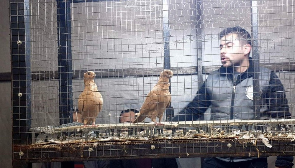 Egeli Güvercin Yetiştiricileri Nazilli’deki Mezatta Buluştu 
