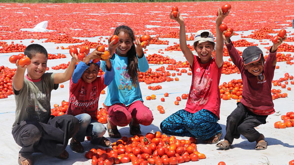 Ege'nin kuru domatesi İtalyan sofralarını süslüyor