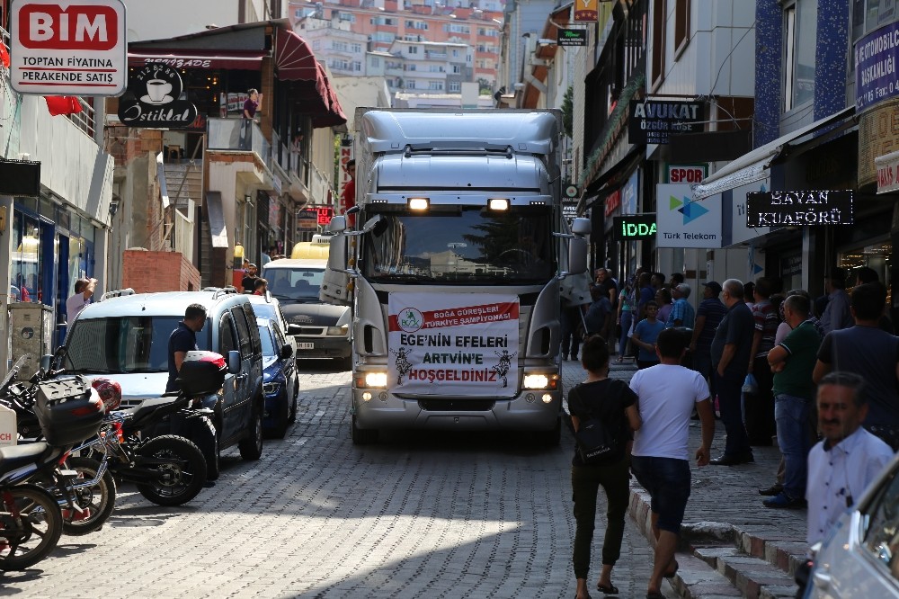 Ege’nin şampiyon boğaları Artvin’de yoğun ilgiyle karşılandı 