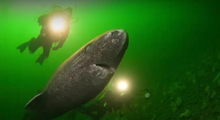 Eğer insana entegre edebilirlerse... Yüzlerce metre aşağıda bulundu, 500 yıl yaşıyor