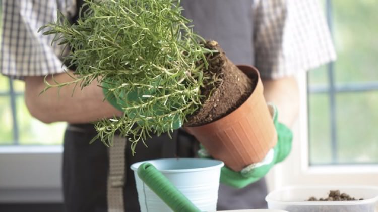 Eğer tarçını saksının içine koyarsanız...