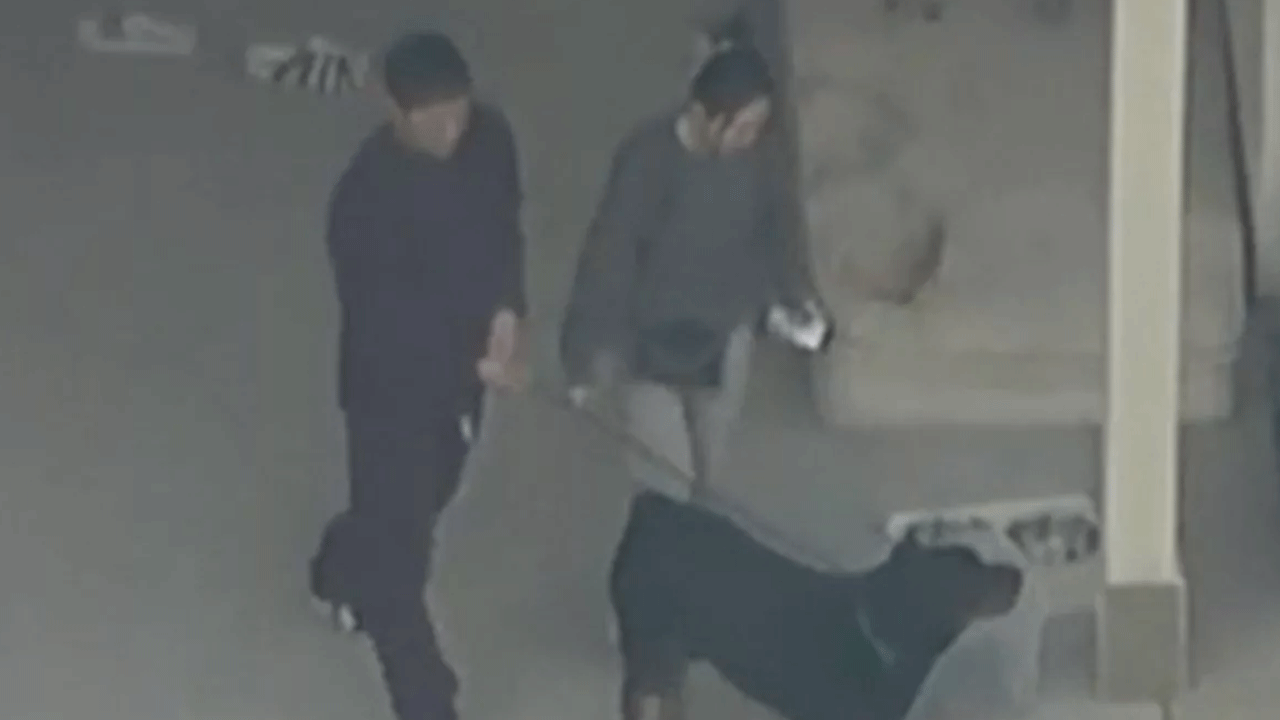 Eğitimli ev köpeği, 5 yaşındaki kızı parçaladı!