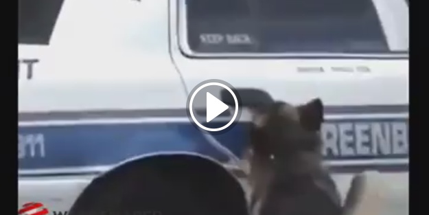 Eğitimli köpeğin hali bir başka!