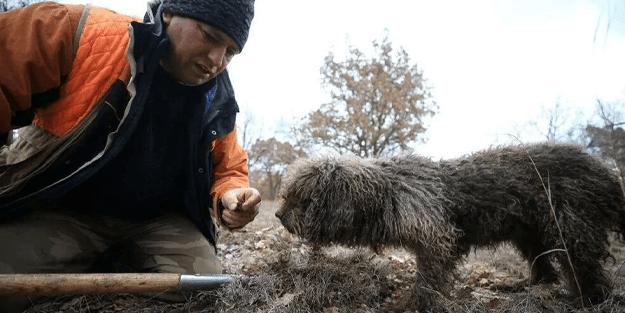 Eğittikleri köpekler buluyor, onlarda Kilosunu 2800 liradan satıyor!