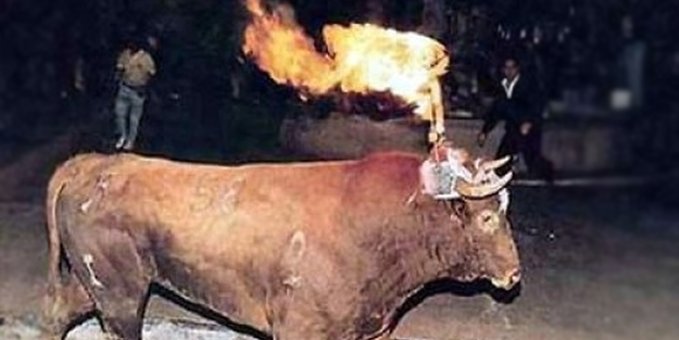 Eğlence için boynuzları ateşe verilen boğa, matadoru yakalayıp...