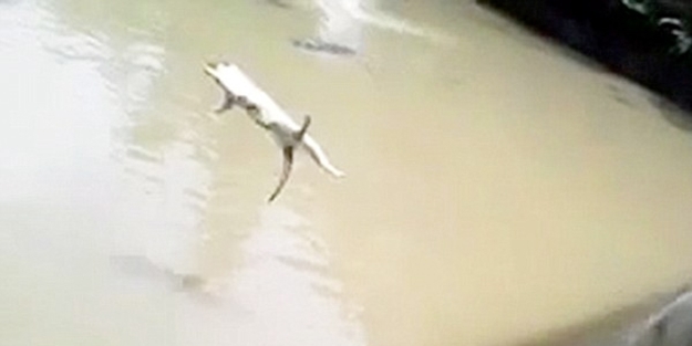 Eğlence olsun diye kediyi timsah havuzuna attılar