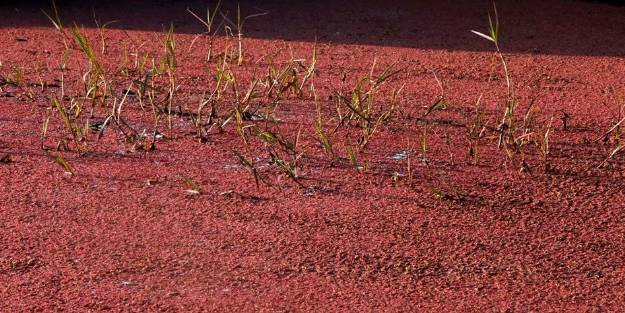 Eğrelti otuyla kızıla bürünen Kızılırmak Deltası'ndan eşsiz görüntüler