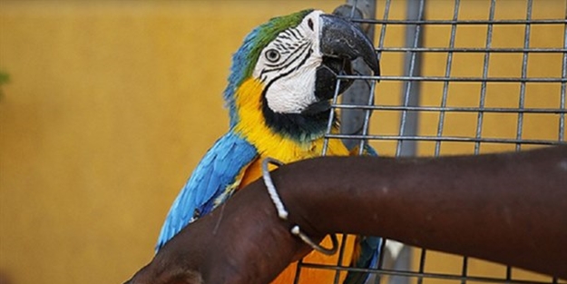 Egzotik kuşlar koruma altında