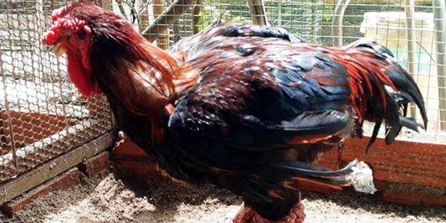 Ejderha tavuğu yetiştirmeyi başardılar!