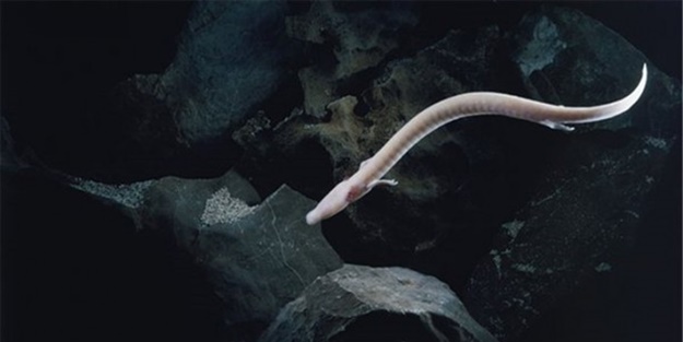 Ejderha yavruları yumurtadan çıktılar!