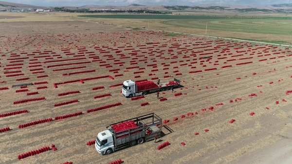 Ekim alanı genişledi! Fiyatı 6 TL'ye düştü