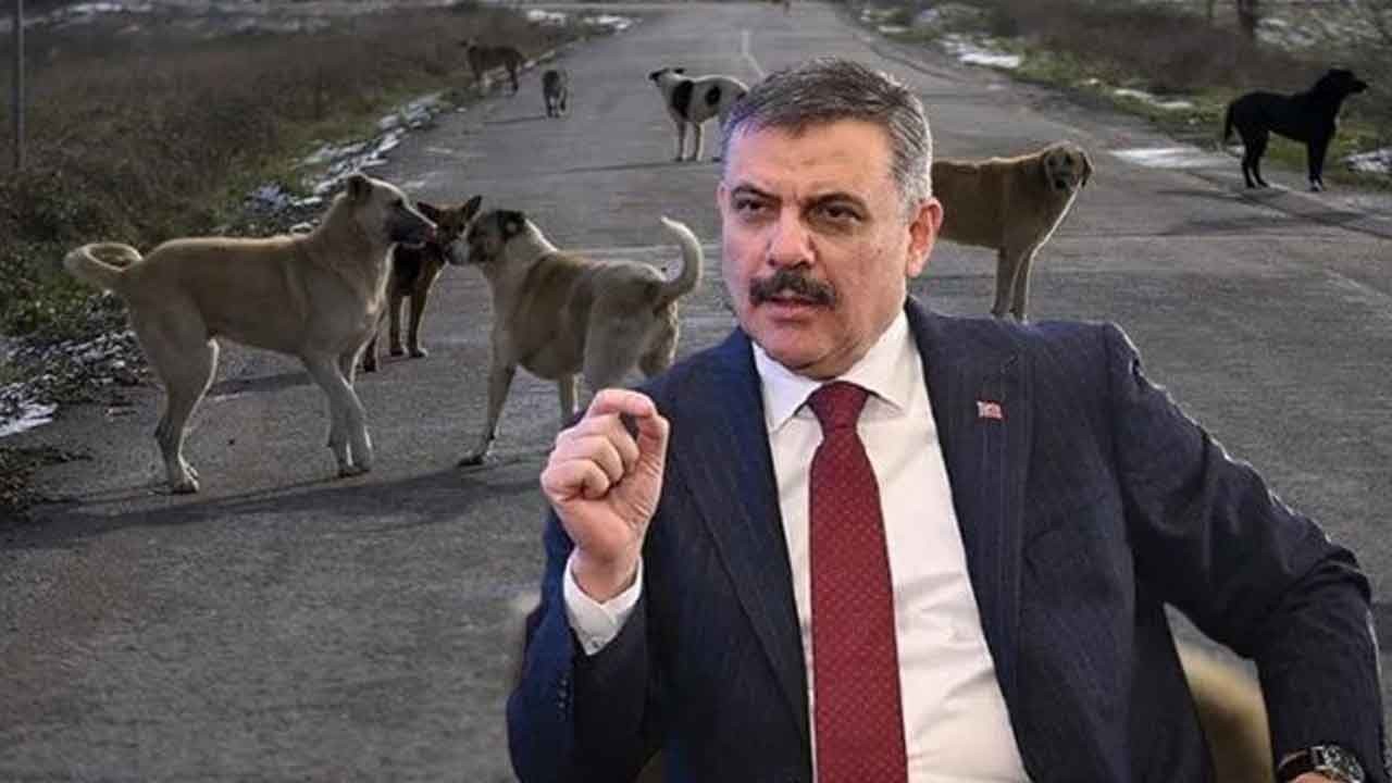 "Ekim ayına kadar başıboş köpek sorununu çözeceğiz" İçişleri Bakanı Çiftçi: Görevini yapmayan hesap verecek