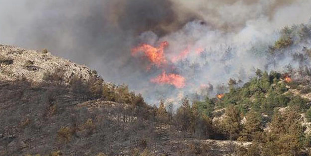 Pamukkale'de orman yangını: Arıları uzaklaştırmak isterken ormanı yaktı!