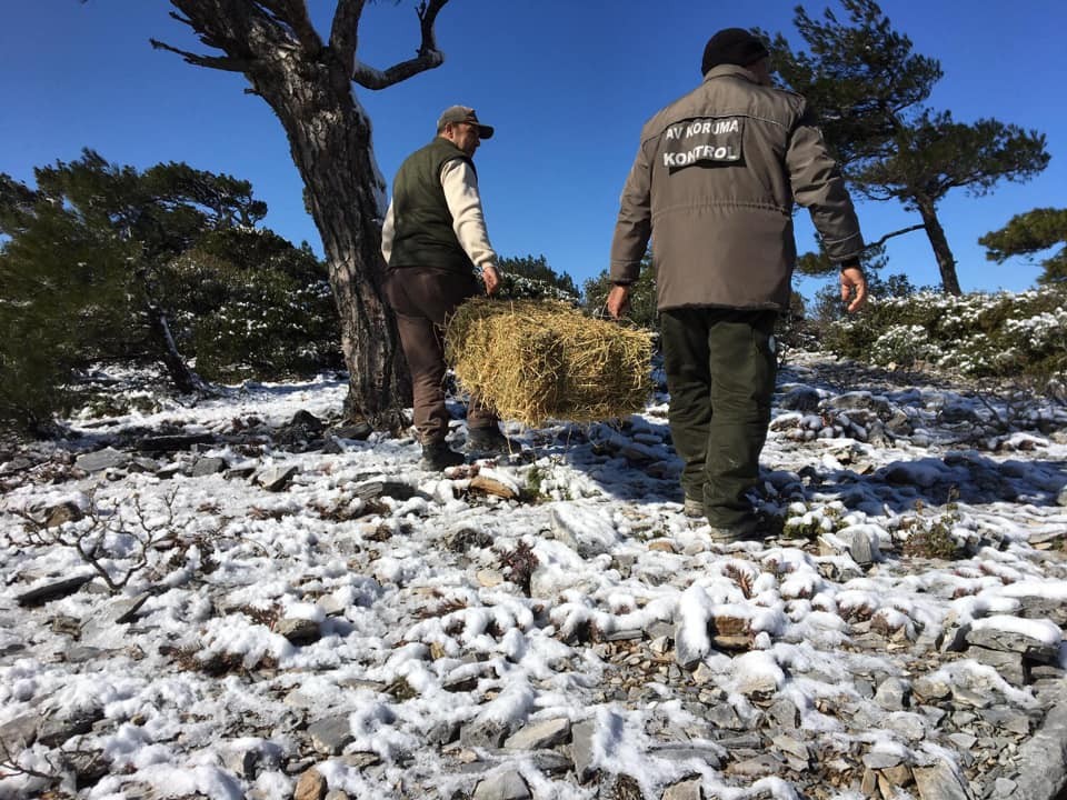 Ekipler, Aydın’da kara alışık olmayan yaban hayvanları için seferber oldu 