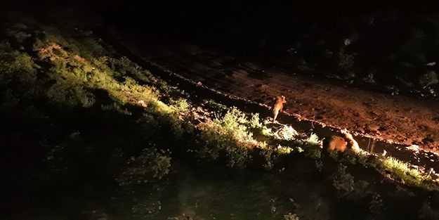 Ekipler ayı sürüsüyle karşılaştı!