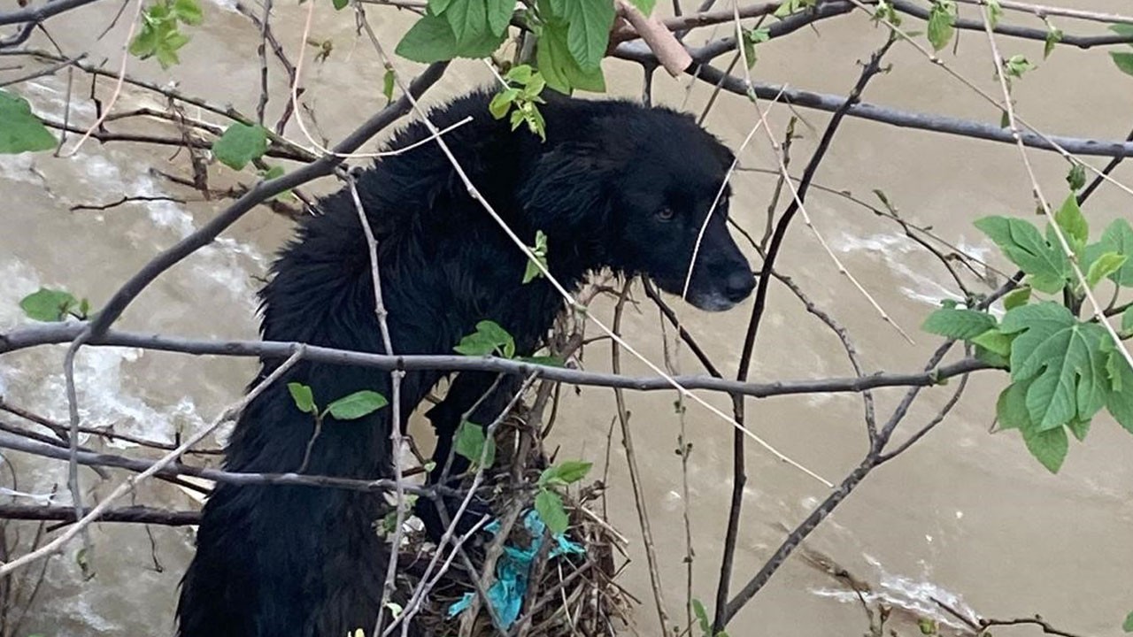 Ekipler dereye düşen köpek için seferber oldu