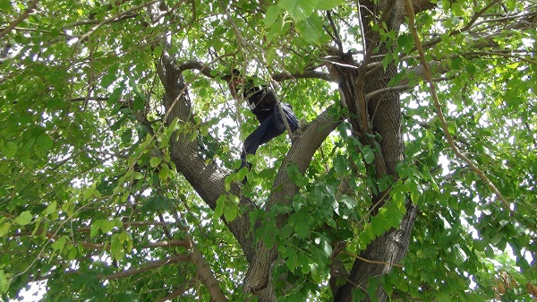 Ekipler ecel terleri döktü! Bakın 15 metre yüksekliğe neden tırmanmış