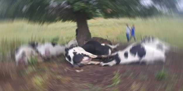 Ekipler, gübreye batan inekler için seferber oldu