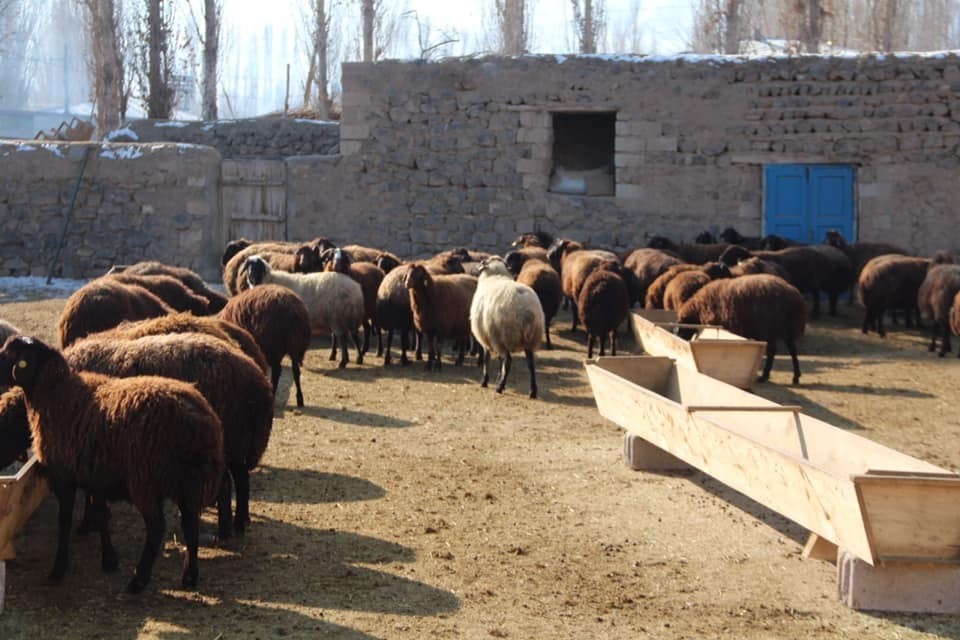Ekipler, hayvan varlıklarının tespiti için çalışıyor 