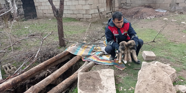 Ekipler kuyuya düşen yavru köpekler için seferber oldu