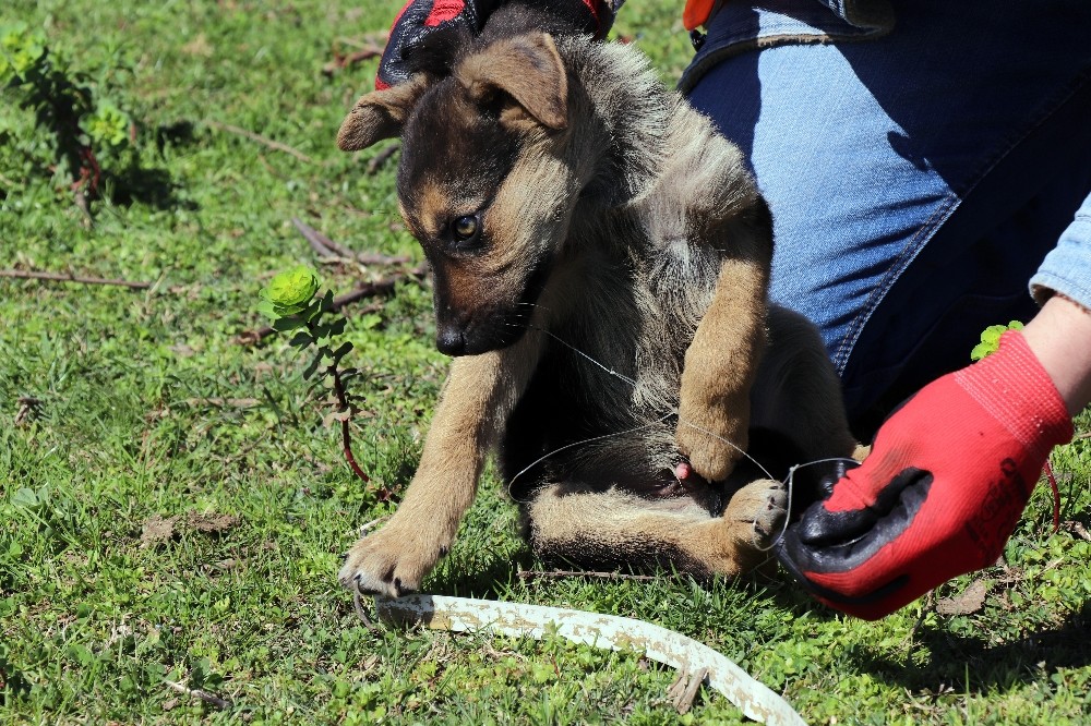 Ekipler, yavru köpekler için seferber oldu 