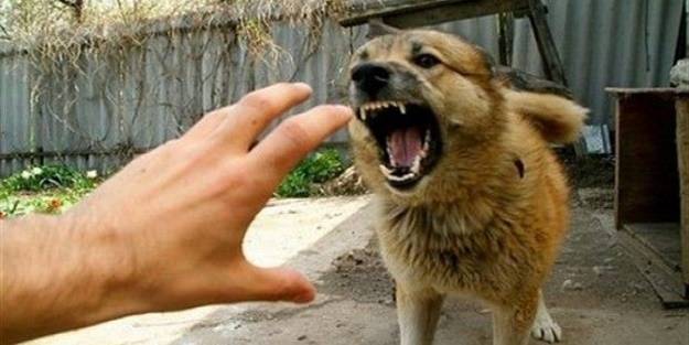 Ekmek almaya giden çocuklara sokak köpeği dehşeti: Yüzünden ısırdı!