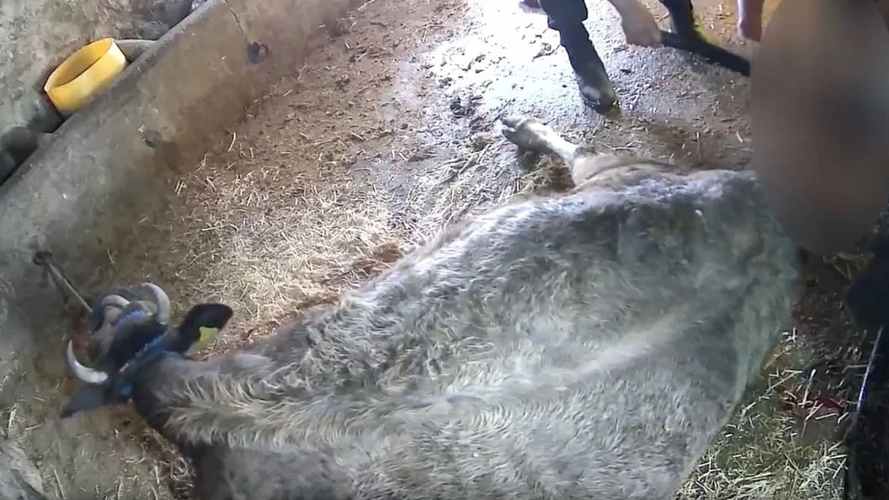 Ekmek bıçağıyla sezaryen yaptığı ineği öldürdü! Veterinerler ayağa kalktı