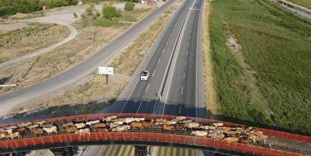 Ekolojik Üst Geçit hayvanları koruyor