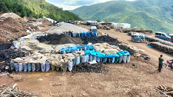 Ekonomiye böyle katkı sağlanıyor! Bedavaya toplayıp kilo kilo satıyorlar