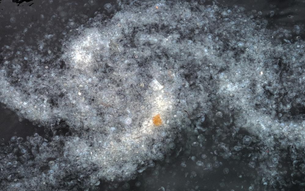 Ekrem Haliç'i eski haline çevirdi! Kirlilik yüzünden Haliç’te denizanası istilası