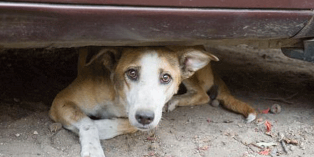Ekrem İmamoğlu şimdi de köpek barınaklarını yıktı