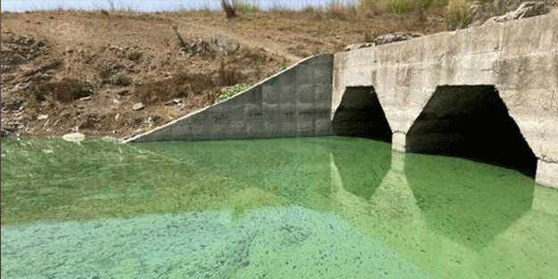 Ekrem yine uyudu! Suyun rengi değişti, balıklar ölmeye başladı! İnsanlar tedirgin