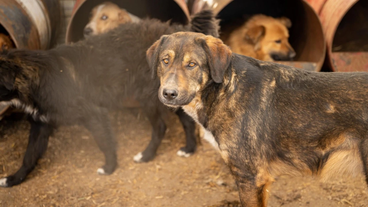 Ekrem'in 6 yıldır İstanbul'da yapamadığını, Şara 6 haftada Şam'da yaptı: Özgür Suriye yönetimi, başıboş sokak köpeklerini...