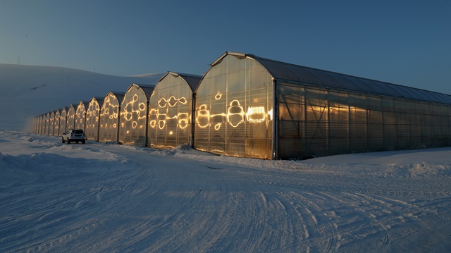 Eksi 40 derecede üretilen domatesler ihraç edilecek