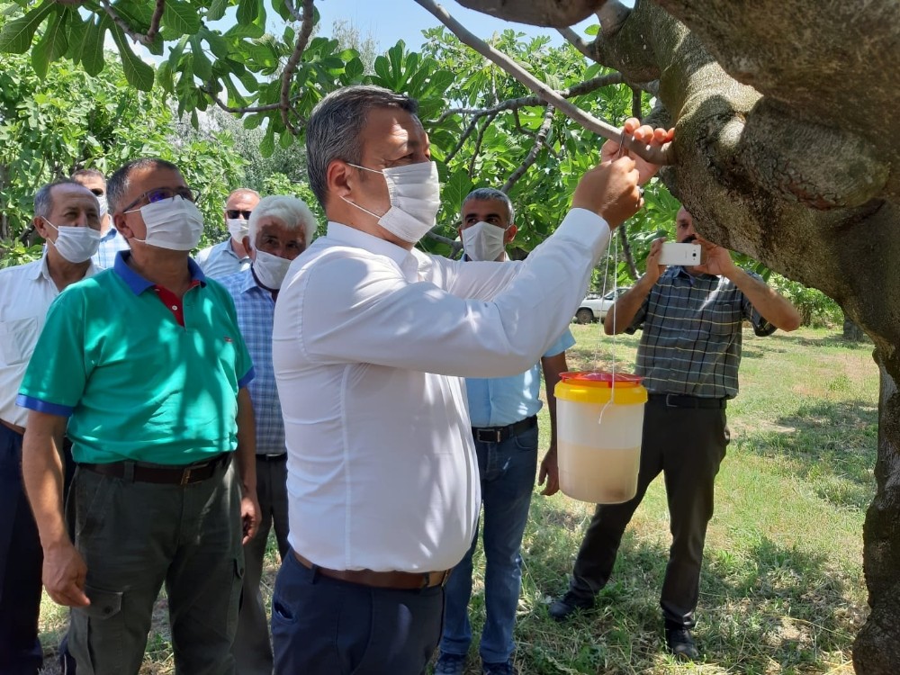 Ekşilik böceğine karşı tuzaklı koruma 