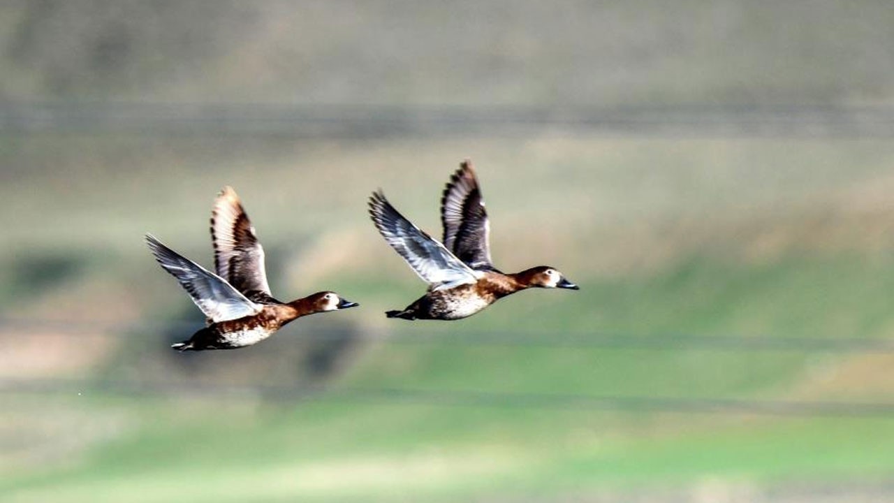 Ekşisu Sazlığı, 149 kuş türünü misafir ediyor
