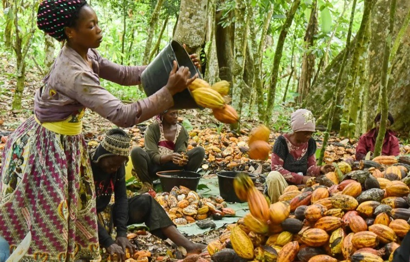 El Nino kakao hasadını vurdu!