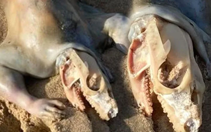 El ve ayağı çok tuhaf! Gizemli yaratığı görenler şok oldu