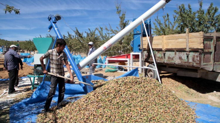 Elazığ Ağın'dan Fransa'ya 'Fransız bademi'