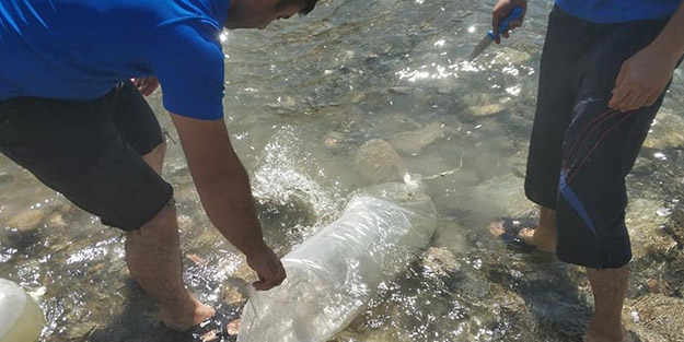 Elazığ'a sazan dopingi! Yüzlerce yavru göle bırakıldı
