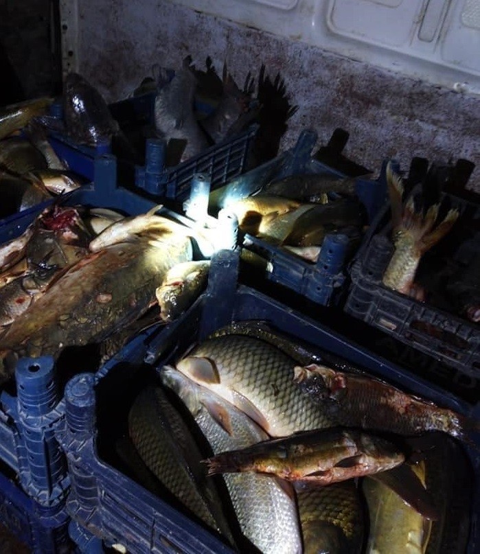 Elazığ’da 400 kilo kaçak balık ele geçirildi 