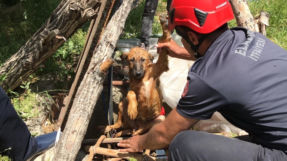 Elazığ’da 5 metrelik kuyuya düşen köpek için kurtarma operasyonu 