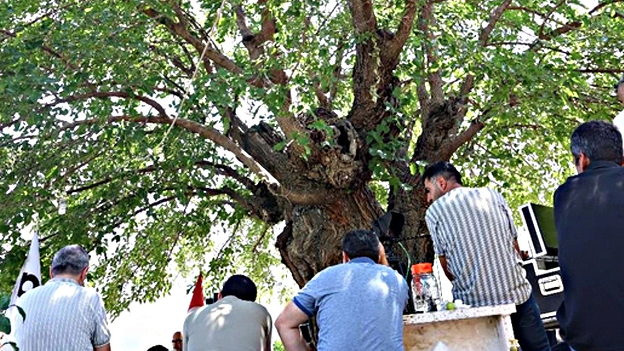 Elazığ’da 500 yıllık dut ağacı yıllara meydan okuyor: Yoğun ilgi gören süper gıda dutlar