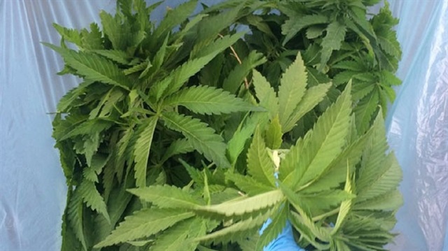 Elazığ'da 75'lik dede saksıda esrar yetiştiriyor