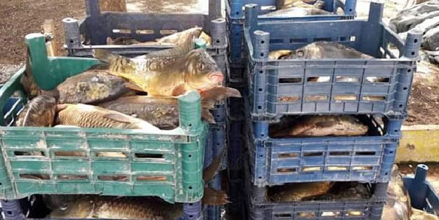 Elazığ'da 800 kilo kaçak sazan balığı ele geçirildi