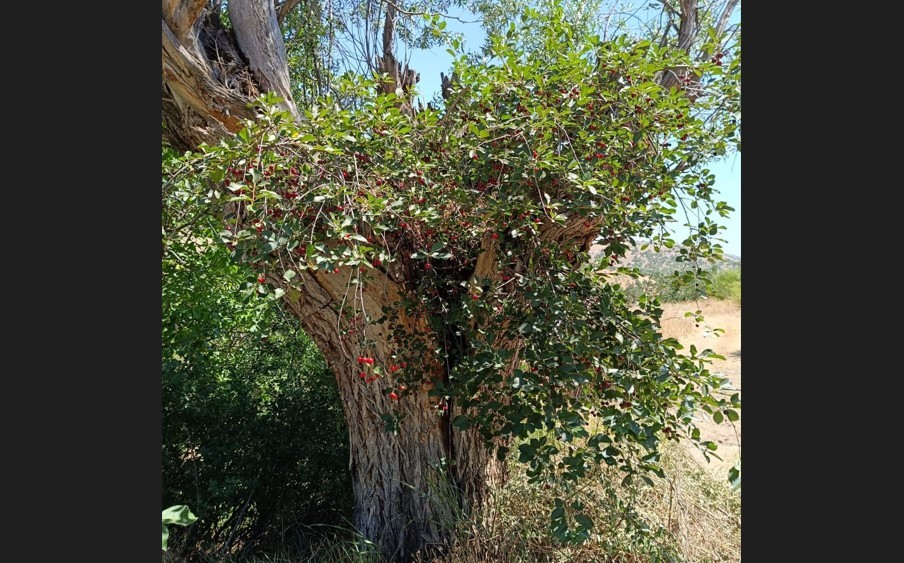 Elazığ’da asırlık söğüt ağacının gövdesinde çıkan meyve şaşırttı!