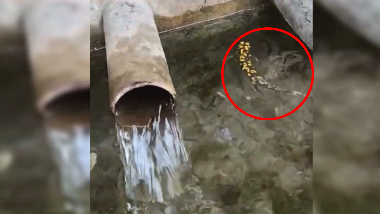 Elazığ’da benekli semender görüntülendi