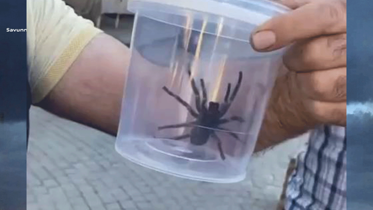 Elazığ’da dev etçil örümcek paniği! Vatandaşlar ne yapacaklarını şaşırdı